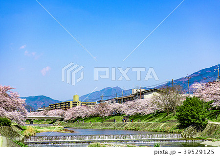 京都 高野川 桜 青空 京都 高野川 桜 青空 39529125
