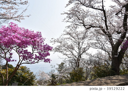ミツバツツジと桜 吾妻山 ミツバツツジと桜 吾妻山 39529222