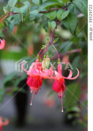 エターナルフレーム・フクシアの花 39529722