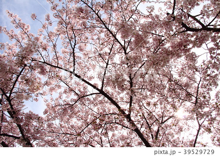 桜105 桜105 39529729