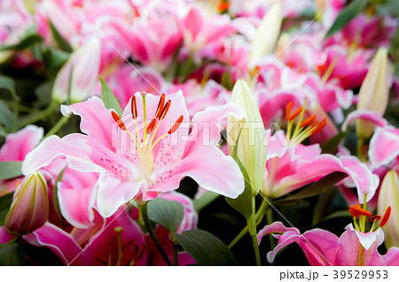 lilly pink flowers in the nature garden romance lilly pink flowers in the nature garden romance 39529953