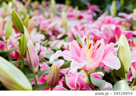 lilly pink flowers in the nature garden romance  39529954