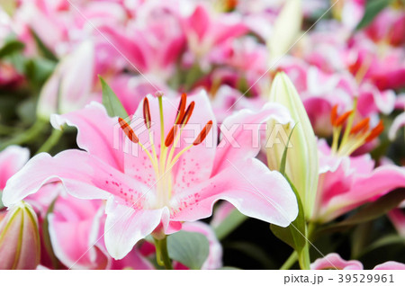 lilly pink flowers in the nature garden romance 39529961