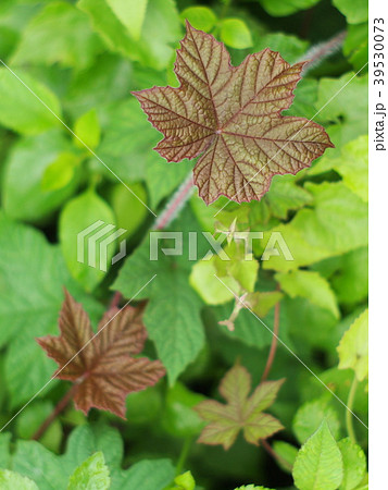 selective focus natural green young creeping plant 39530073