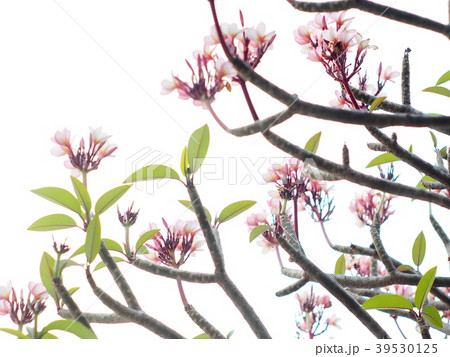 selective focus on red white flowers of Frangipani selective focus on red white flowers of Frangipani 39530125