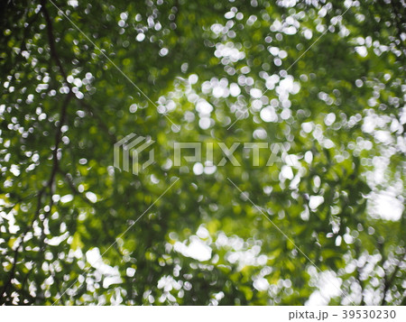 tropical plant tree green fine leaves background tropical plant tree green fine leaves background 39530230