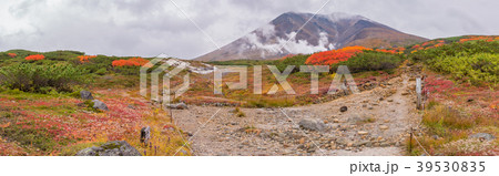 北海道 大雪山 旭岳 紅葉 39530835