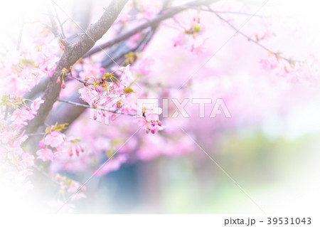 京都市伏見区淀町の河津桜を撮影したもの 39531043