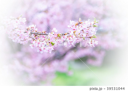 京都市伏見区淀町の河津桜を撮影したもの 京都市伏見区淀町の河津桜を撮影したもの 39531044
