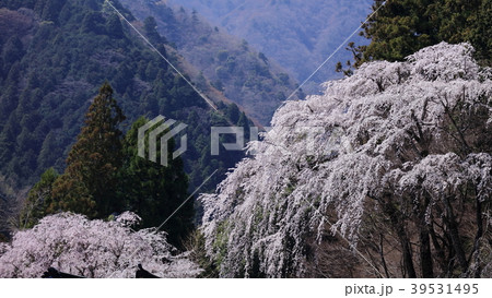 身延山久遠寺の枝垂れ桜 西谷のしだれ桜の写真素材
