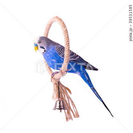 Budgerigars australian parakeets isolated on white Budgerigars australian parakeets isolated on white 39531585