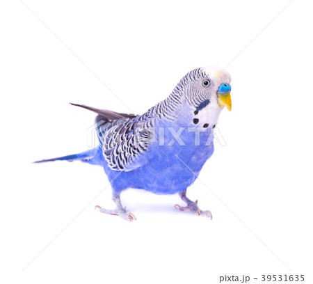 Budgerigars australian parakeets isolated on white Budgerigars australian parakeets isolated on white 39531635