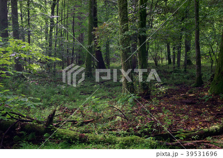 Late spring wetland with broken oak trunk lying Late spring wetland with broken oak trunk lying 39531696
