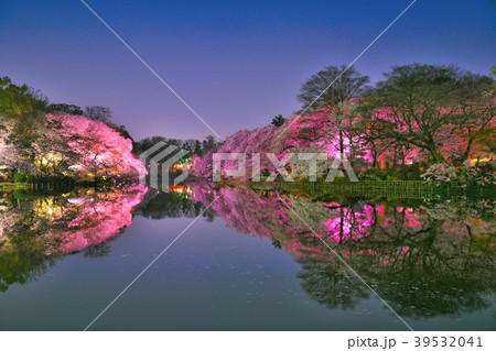 井の頭恩賜公園のライトアップされた桜 39532041