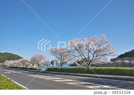 桜咲く石山寺 39532326