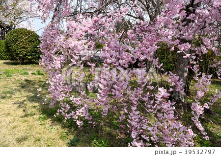 枝垂れ桜 39532797