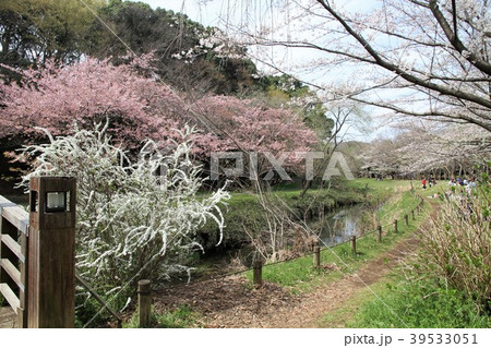 神奈川県大和市 ふれあいの森 引地川 神奈川県大和市 ふれあいの森 引地川 39533051