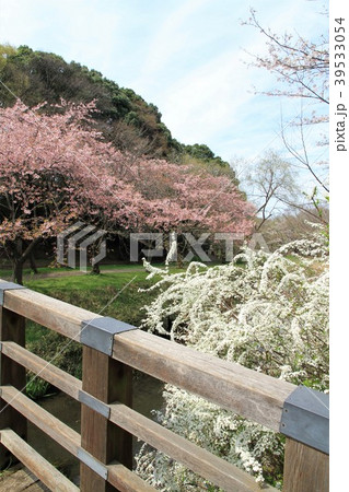 神奈川県大和市 ふれあいの森 引地川 神奈川県大和市 ふれあいの森 引地川 39533054