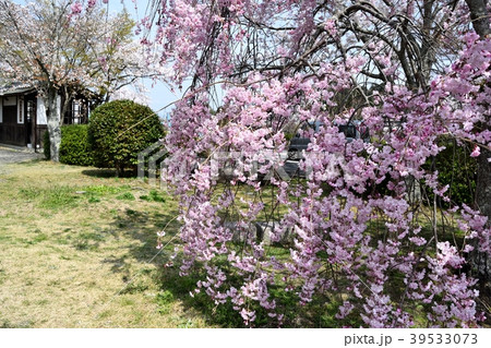 枝垂れ桜 39533073