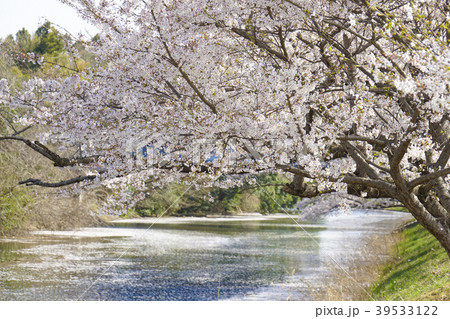 福岡堰の桜 福岡堰の桜 39533122
