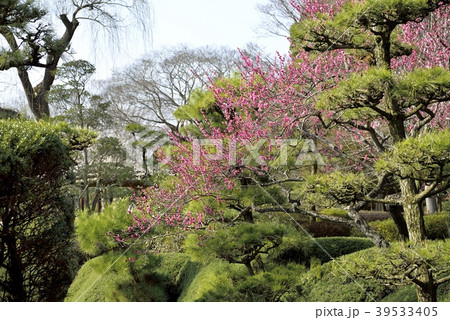春の水戸偕楽園 春の水戸偕楽園 39533405