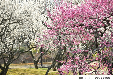 春の水戸偕楽園 39533406