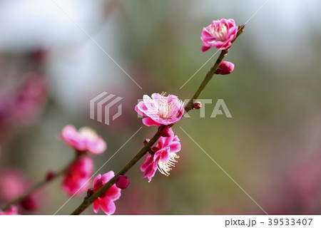 梅の花(水戸偕楽園) 梅の花(水戸偕楽園) 39533407