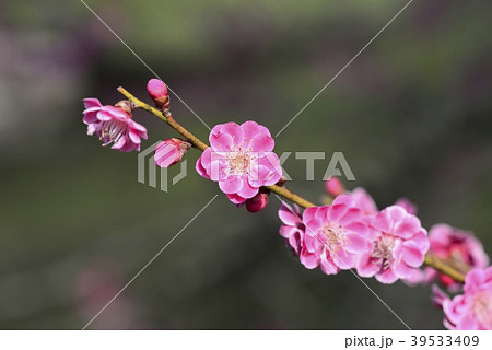 梅の花(水戸偕楽園) 梅の花(水戸偕楽園) 39533409