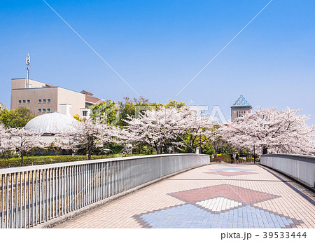 ニュータウンの桜並木 ニュータウンの桜並木 39533444