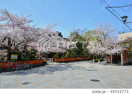 京都祇園白川の桜 京都祇園白川の桜 39533772