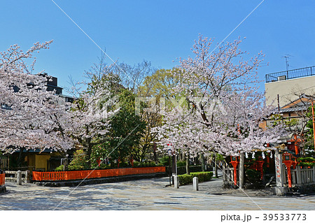 京都祇園白川の桜 京都祇園白川の桜 39533773
