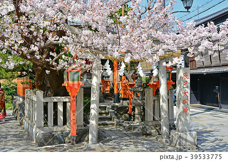京都祇園白川の桜 京都祇園白川の桜 39533775