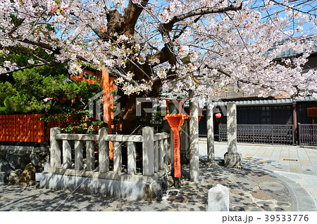 京都祇園白川の桜 京都祇園白川の桜 39533776