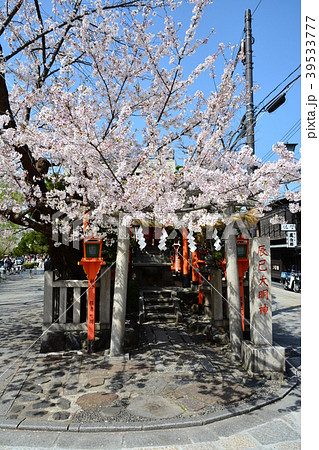 京都祇園白川の桜 京都祇園白川の桜 39533777