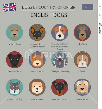 Dogs by country of origin. English dog breeds 39533948