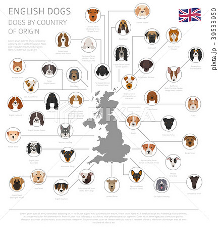 Dogs by country of origin. English dog breeds 39533950