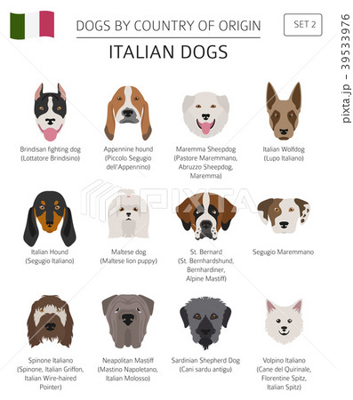 Dogs by country of origin. Italian dog breeds. 39533976