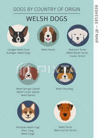 Dogs by country of origin. Walsh dog breeds. 39534036