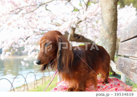 桜を楽しむダックスフンド 39534639