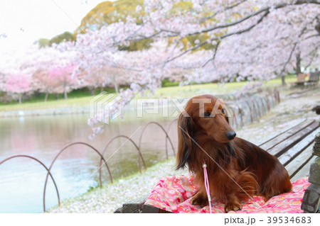 桜を楽しむダックスフンド 39534683