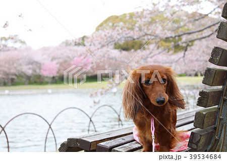 桜を楽しむダックスフンド 39534684