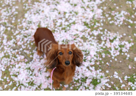 桜を楽しむダックスフンド 39534685