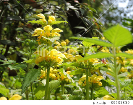 ツルオドリコソウ　ラミウム　ラミウム・ガレオブドロン 39535359