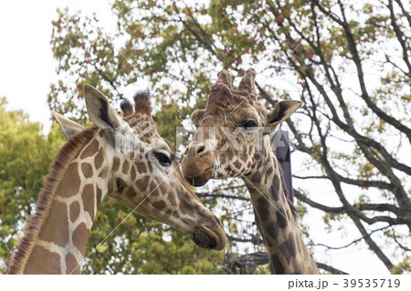 大牟田市動物園　キリン、 39535719