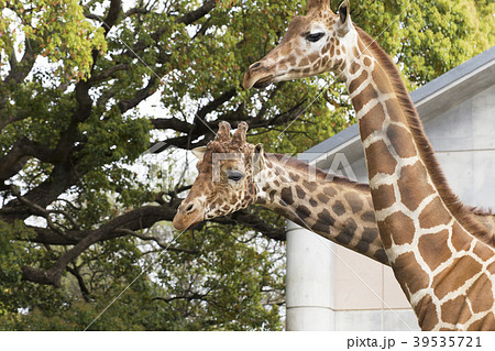 大牟田市動物園　キリン、 39535721