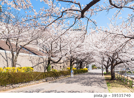 桜並木の遊歩道 桜並木の遊歩道 39535740
