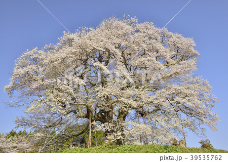 【岡山県　真庭市】醍醐桜 39535762