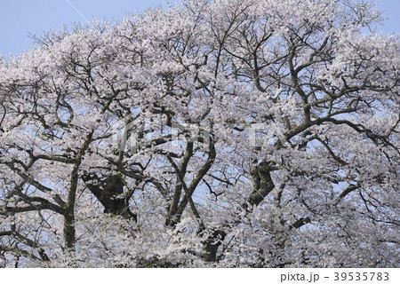 【岡山県 真庭市】醍醐桜 【岡山県 真庭市】醍醐桜 39535783