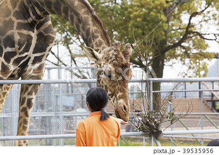 大牟田市動物園　キリン、 39535956