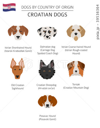 how big is an istrian shorthaired hound